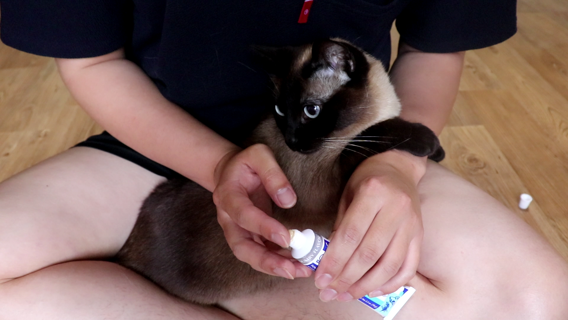  고양이 치약 밎 고양이 양치법