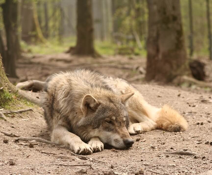 땅바닥에서 자고 있는 늑대 사진