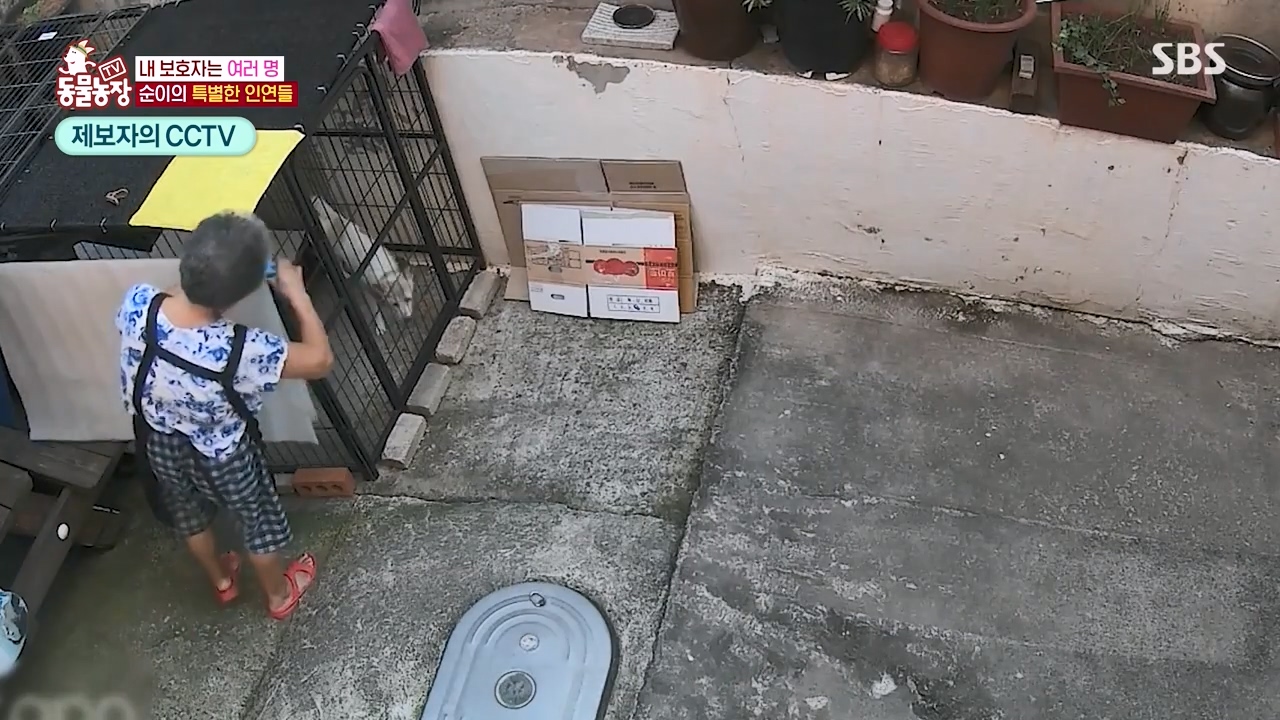 TV 동물농장.E1143.231030p-NEXT.mp4_20231029_162354.624.jpg