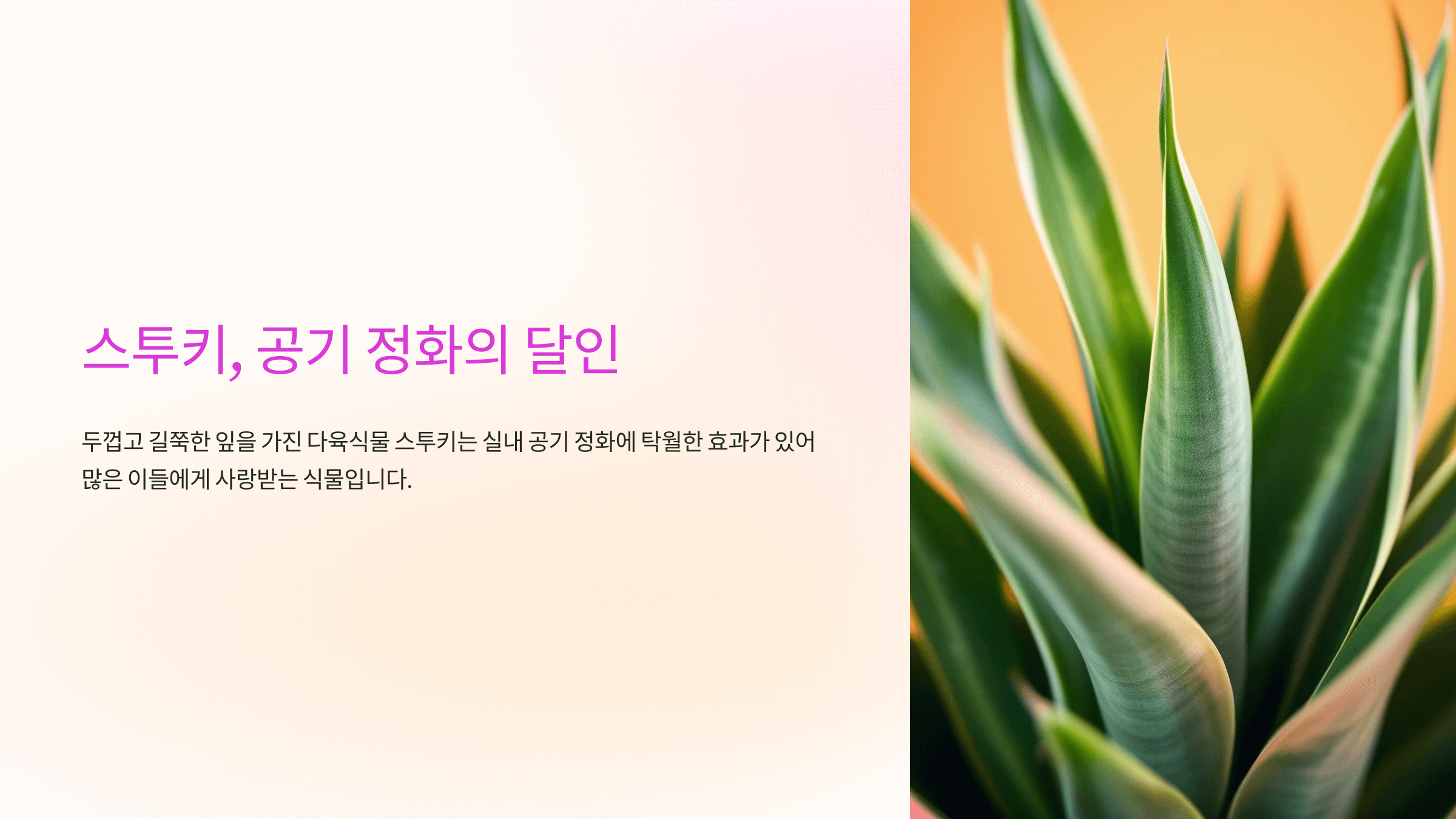 스투키와 관련된 사진입니다.