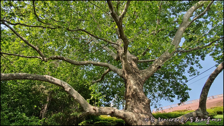 우리나라에서-가장-오래된-거대한-플라타너스나무