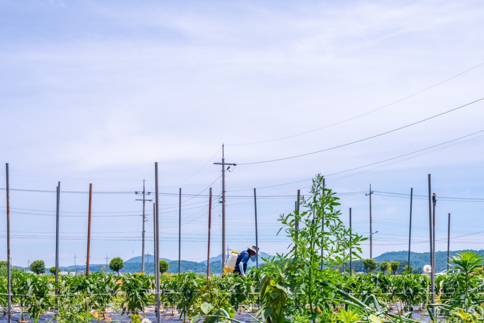 꽃사진 여름의 시골 19