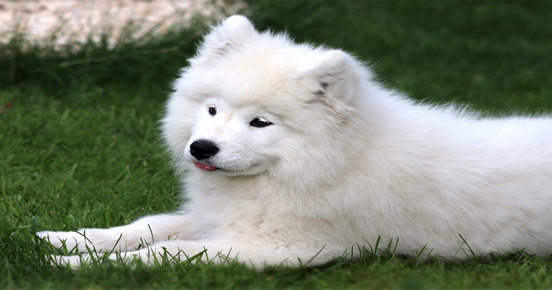 누워있는 하얀 사모에드 강아지 1마리