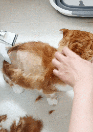 강아지 미용기계 추천 고양이 셀프미용 강아지 바리깡 24