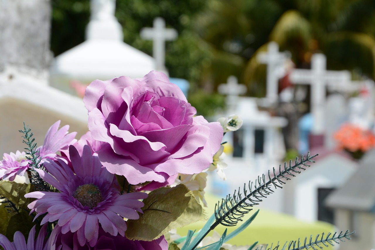 십자가가 많은 공동묘지 배경에 보라색 국화꽃 두송이