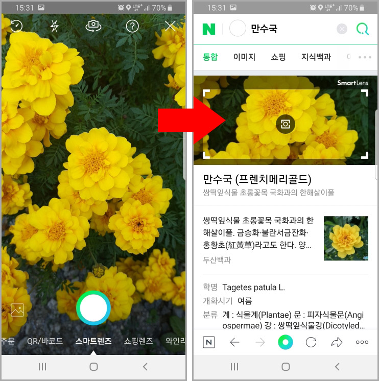  네이버 스마트렌즈로 꽃 검색 식물이름 찾기