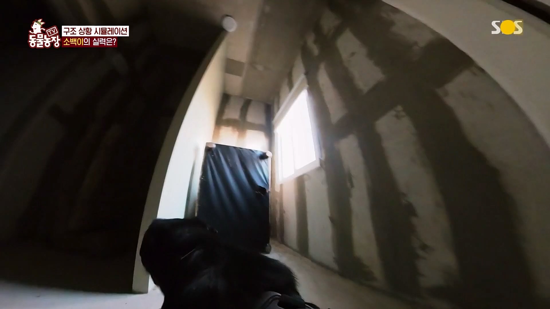 TV 동물농장.E1109.230226p.H264-F1RST.mp4_20230226_161920.819.jpg