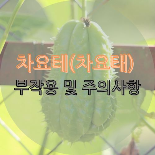 차요태(차요테) 부작용 및 주의사항