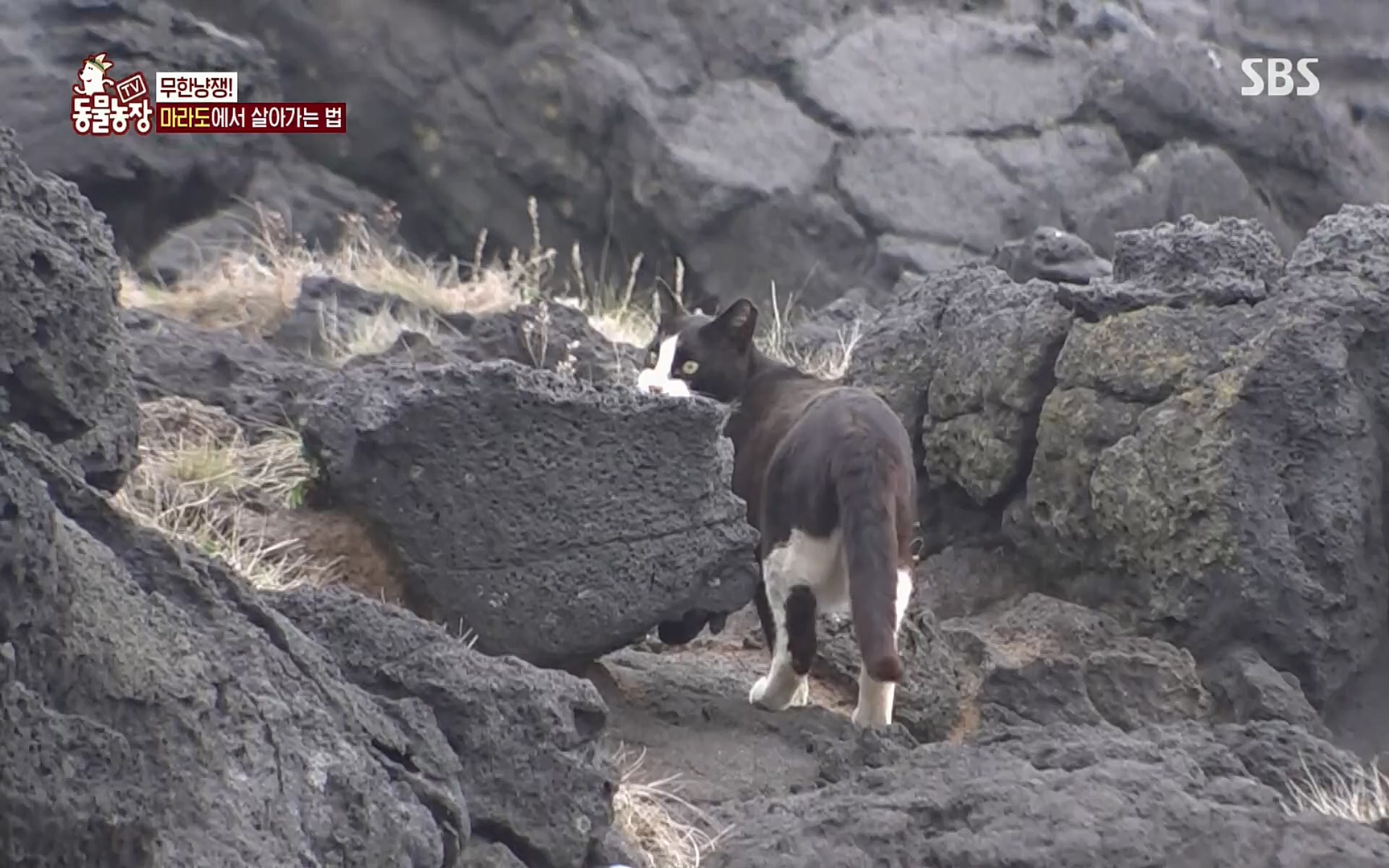 TV 동물농장.E1077.220710p.H264-F1RST.mp4_20220710_175428.618.jpg