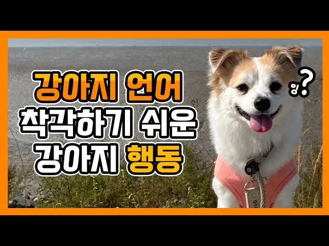 강아지 행동별 특징 의미 강아지 신호 해석 방법_1