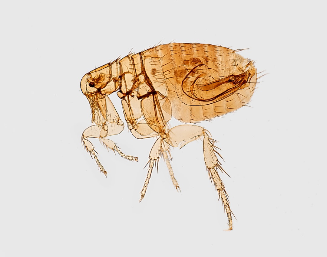 'Flea'