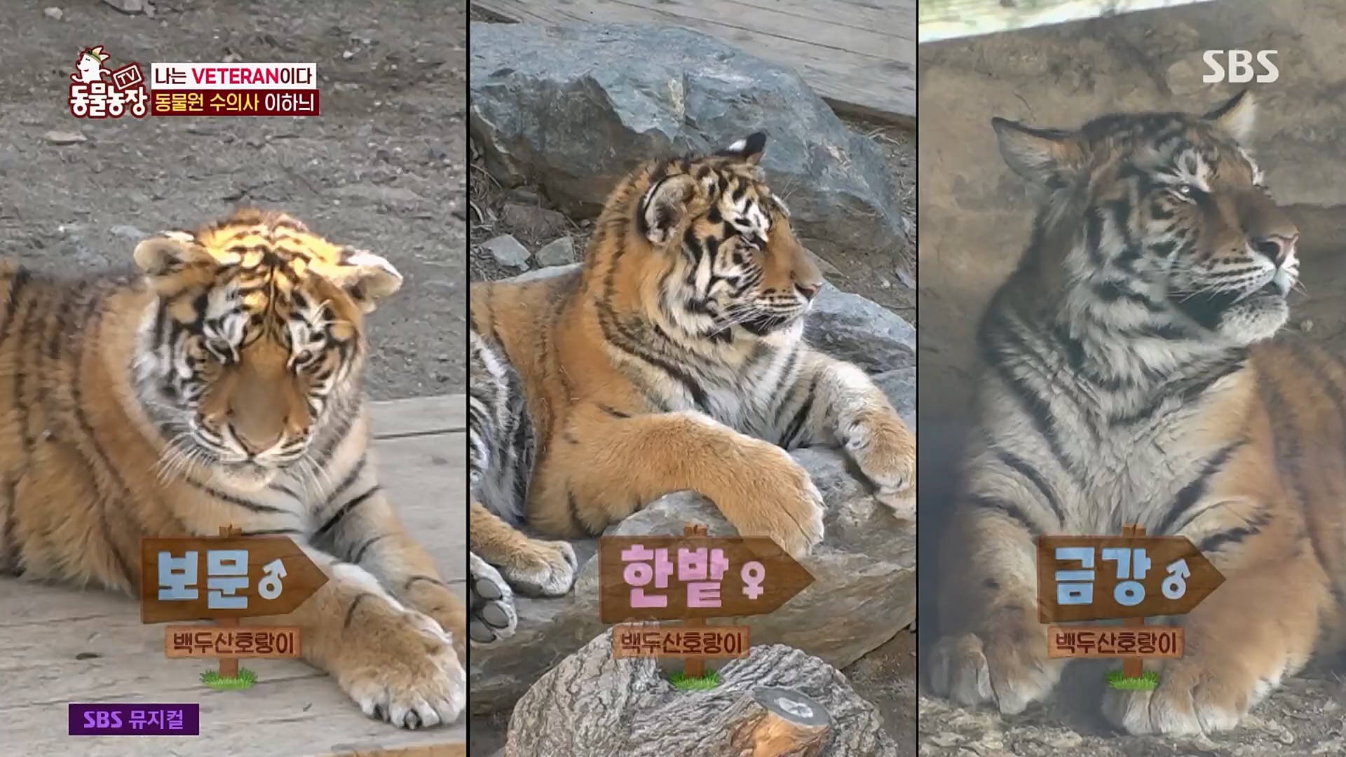 TV 동물농장.E1115.230409p.H264-F1RST.mp4_20230409_173042.010.jpg