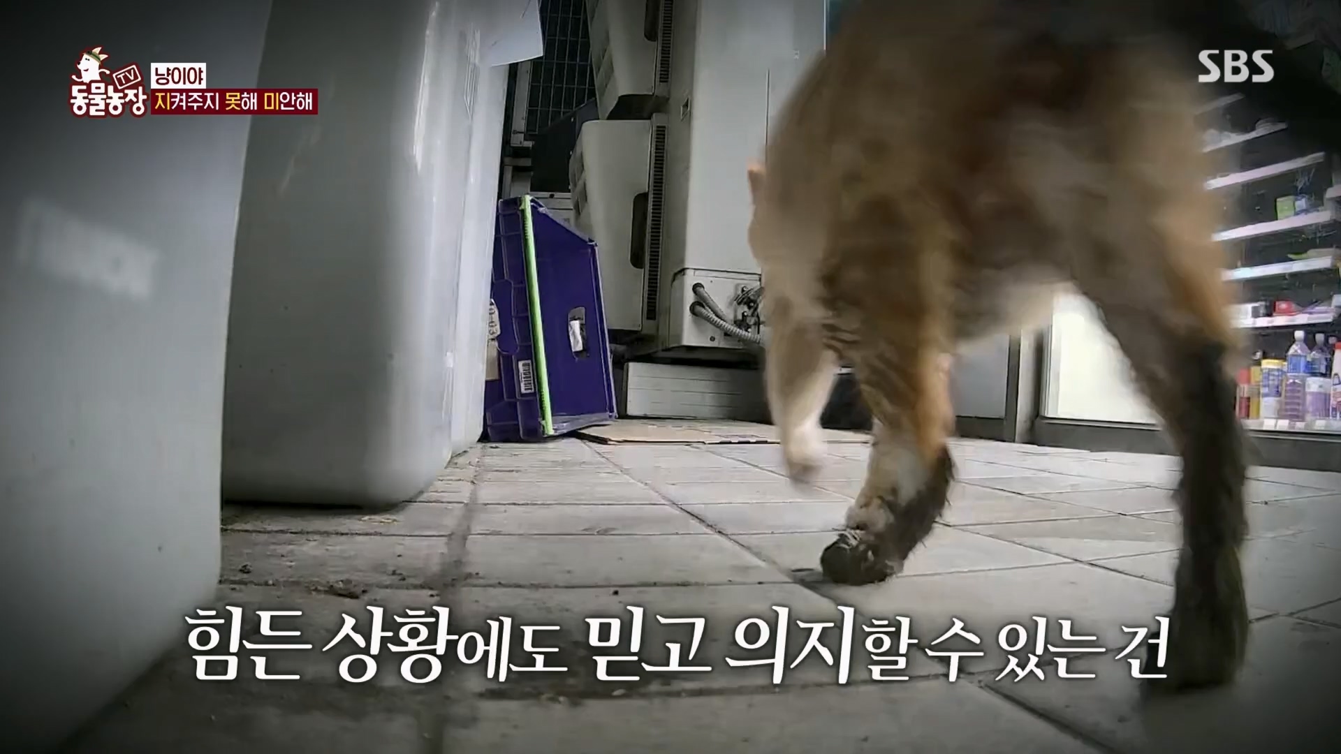 TV 동물농장.E1170.240505p.H264-F1RST.mp4_20240505_153815.102.jpg
