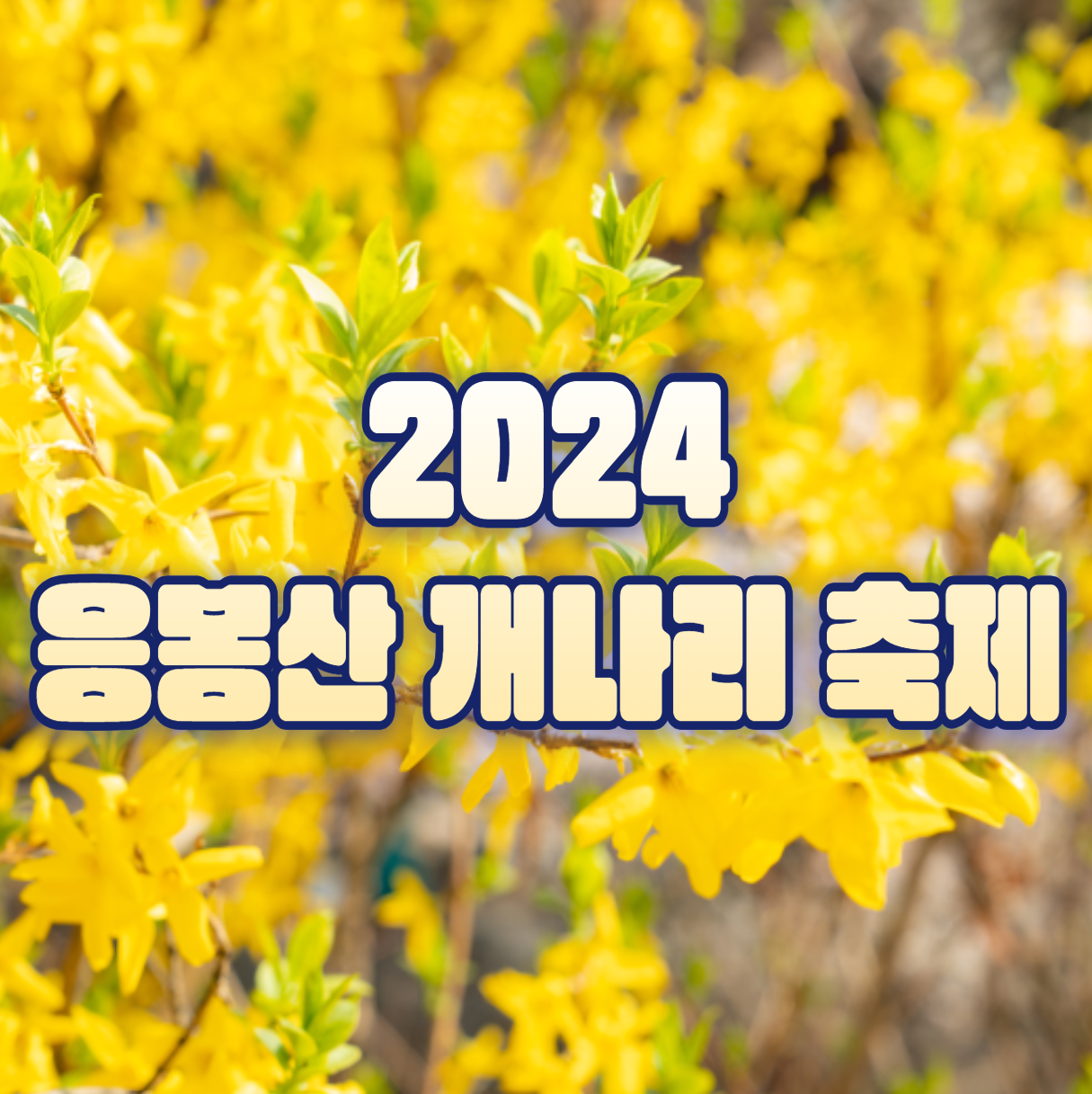 2024 응봉산 개나리 축제