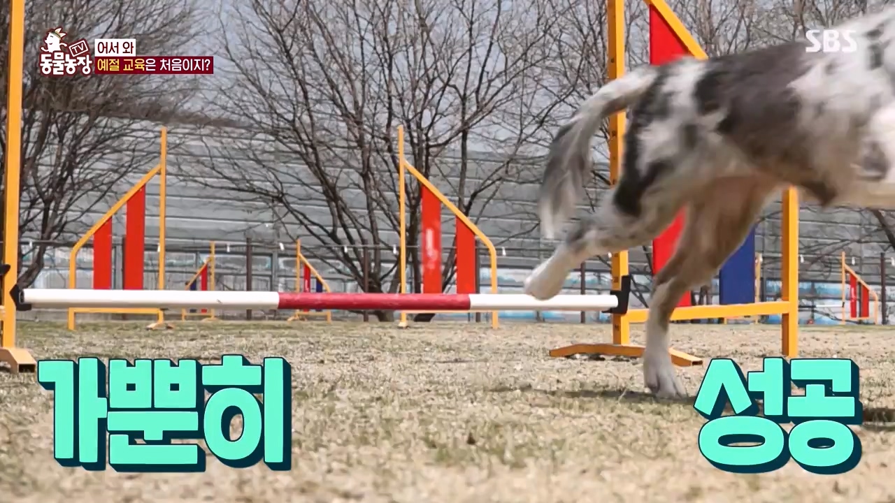 TV 동물농장.E1173.240527p-NEXT.mp4_20240526_155714.436.jpg