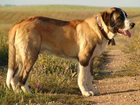 하페이루 두 알렌테주(Rafeiro do Alentejo)