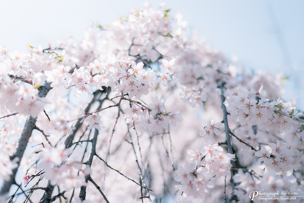  수양벚꽃