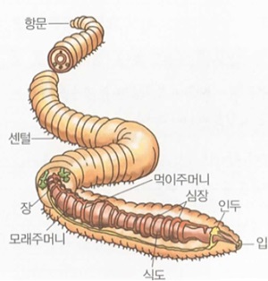 관상 소화계-지렁이