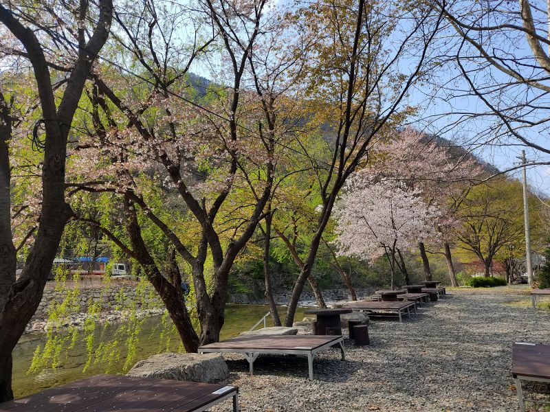 봄청 커다란 벚꽃과 송계계곡 덕분에 절경인 매점 근처 앉을 공간