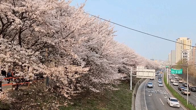 안양천 벚꽃