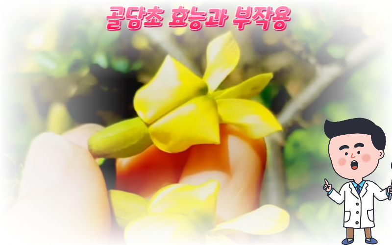  신경통 고혈압에 좋은 골담초 효능과 부작용