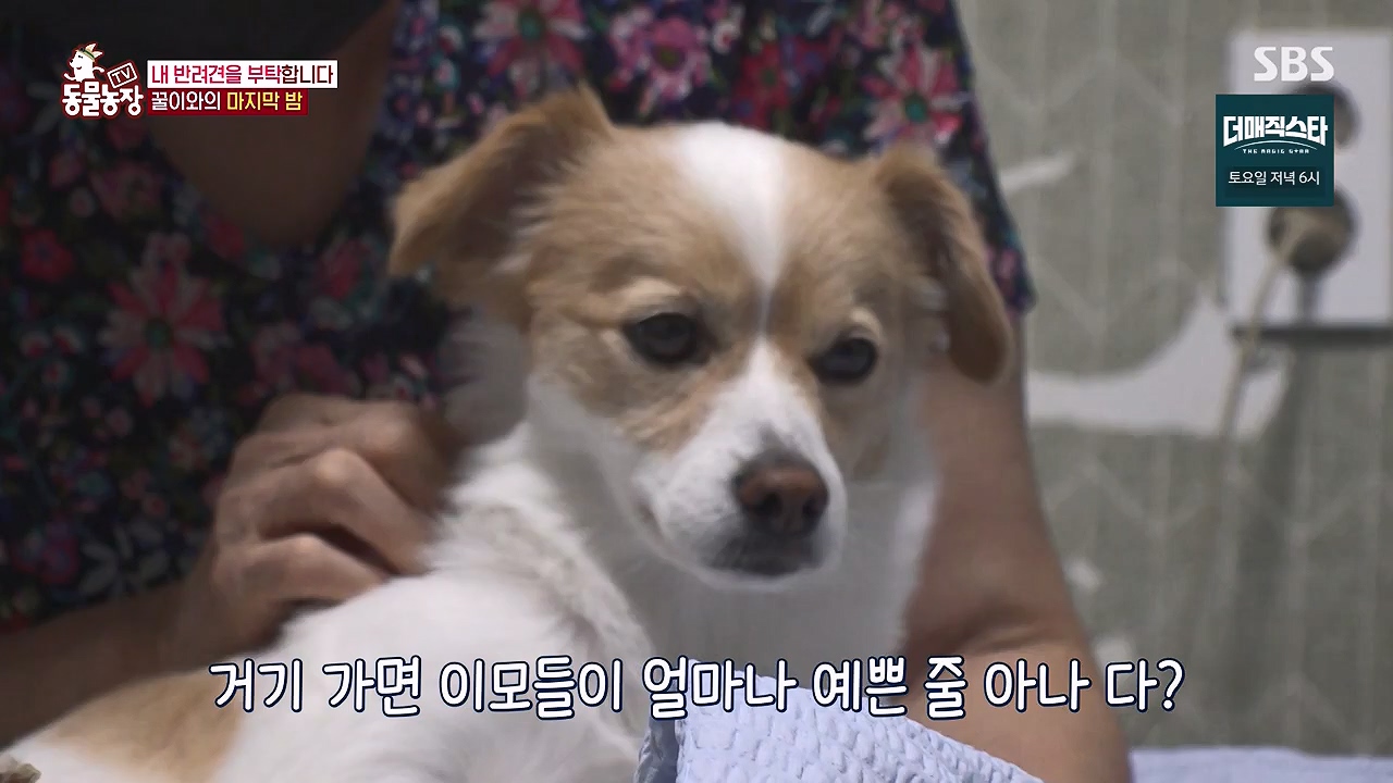 TV 동물농장.E1174.240603p-NEXT.mp4_20240602_155744.655.jpg