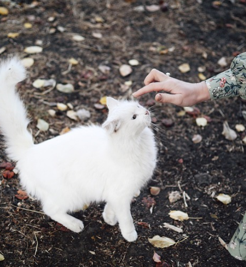 고양이 이마 스킨쉽