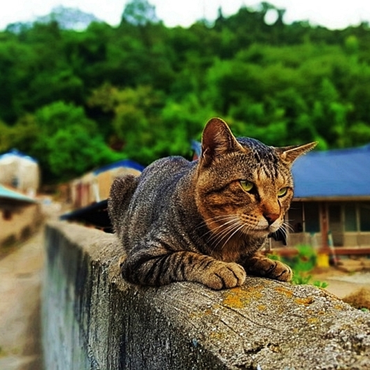 고양이 훈련의 시작