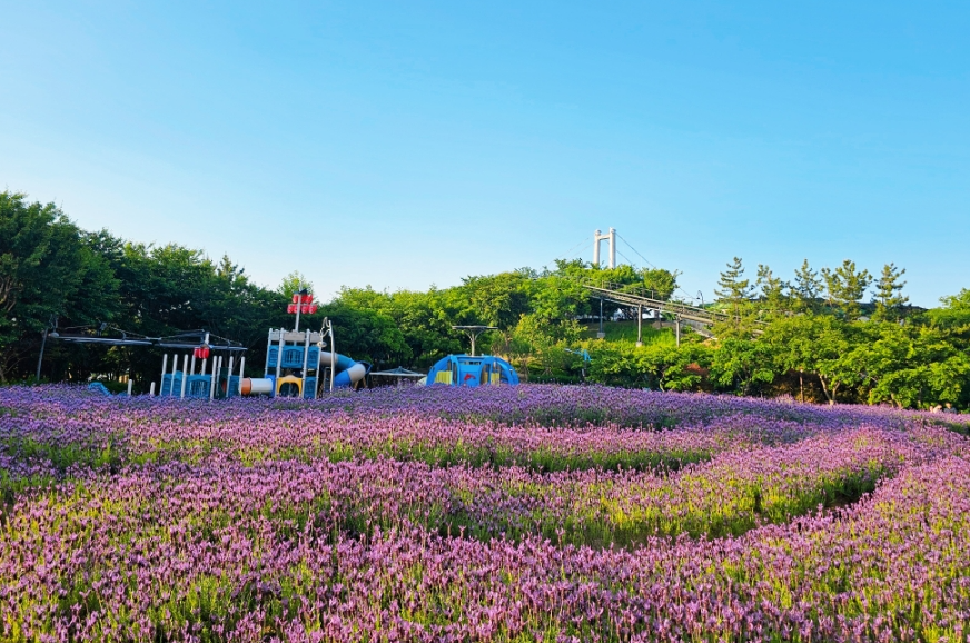 울산 장생포고래문화마을 라벤더정원