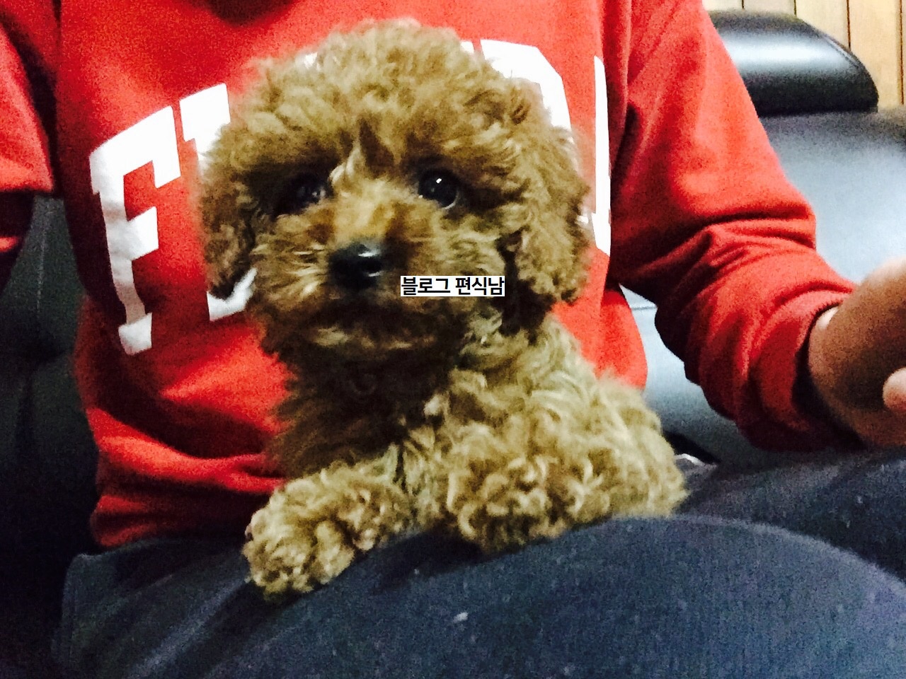  강아지 키울때 조심해야 할 것들 !! 강아지 키울때 주의할점 !!