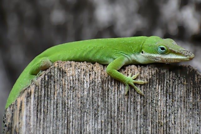 Green_Anole