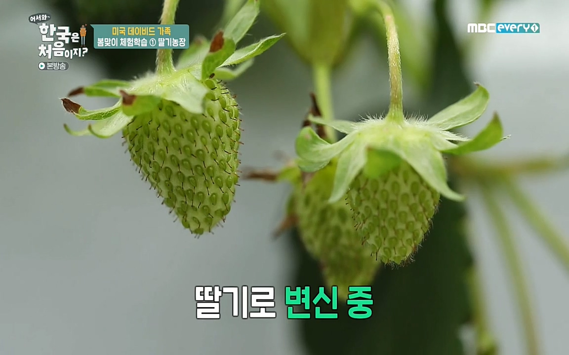 어서와 한국은 처음이지 시즌2.E206.220415p-NEXT.mp4_20220415_173755.016.jpg