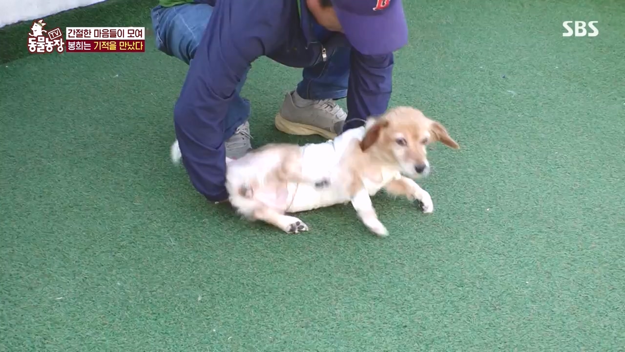 TV 동물농장.E1145.231113p-NEXT.mp4_20231112_173449.091.jpg