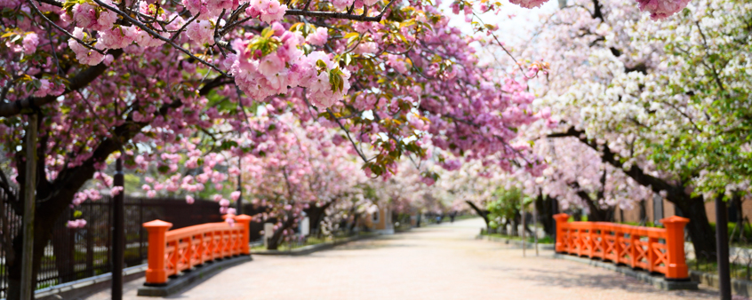 2023 오사카 벚꽃 축제 개화시기 명소 BEST 05 + 근교 교토 포함