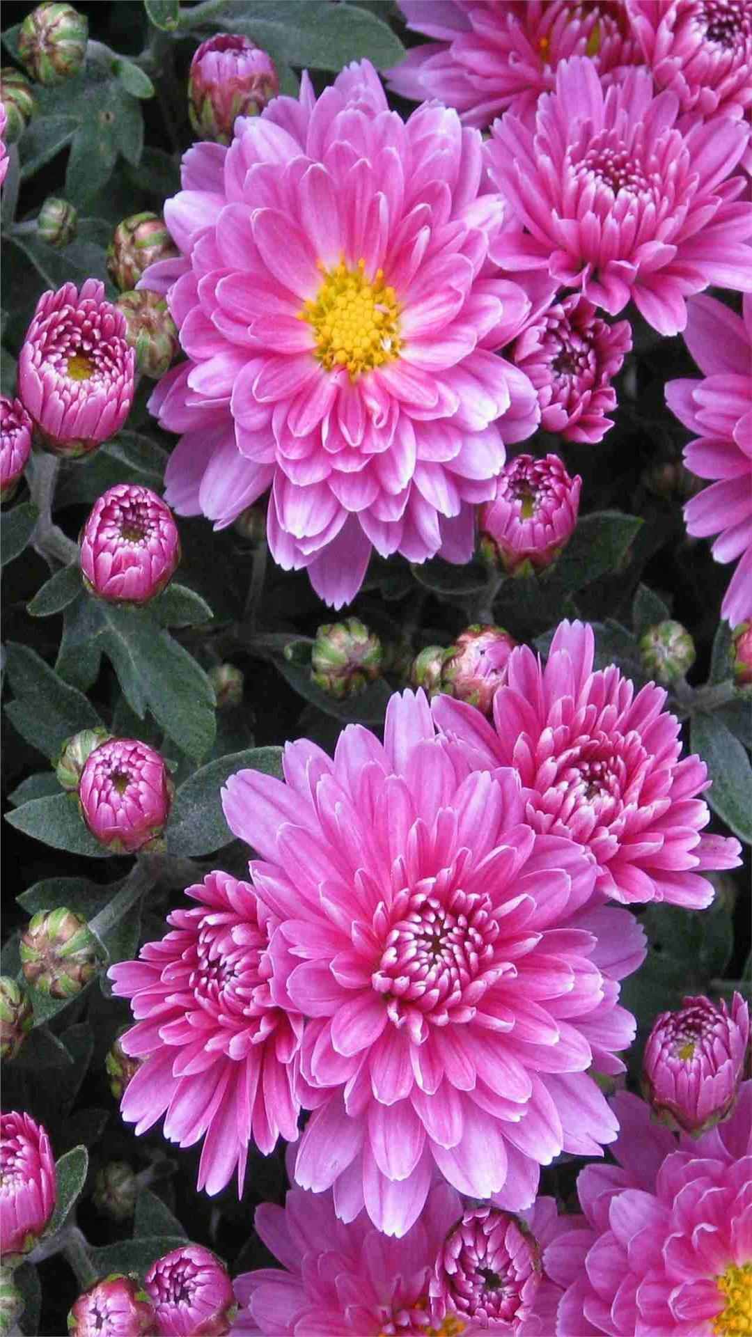 Chrysanthemum Flower iPhone Wallpaper