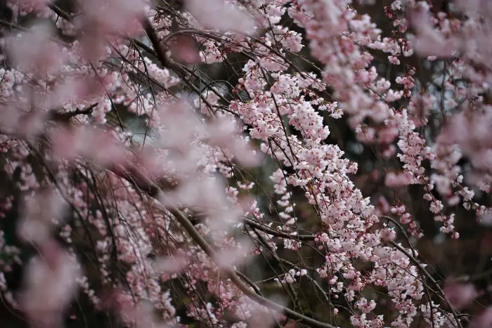 가고시마-벚꽃