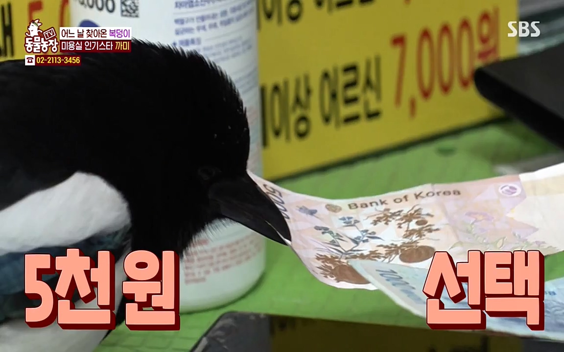 TV 동물농장.E1065.220418p-NEXT.mp4_20220417_181256.672.jpg