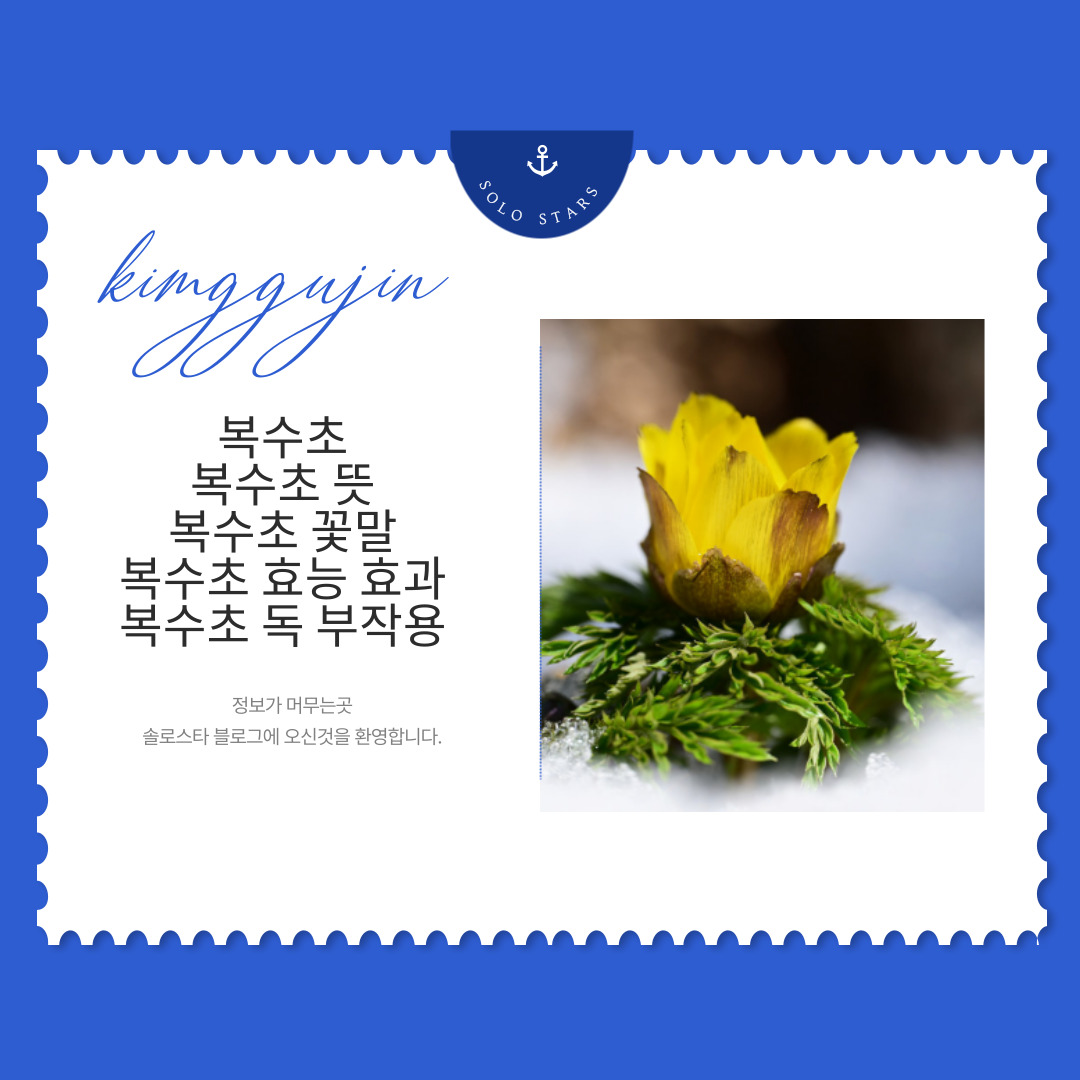 복소초 사진