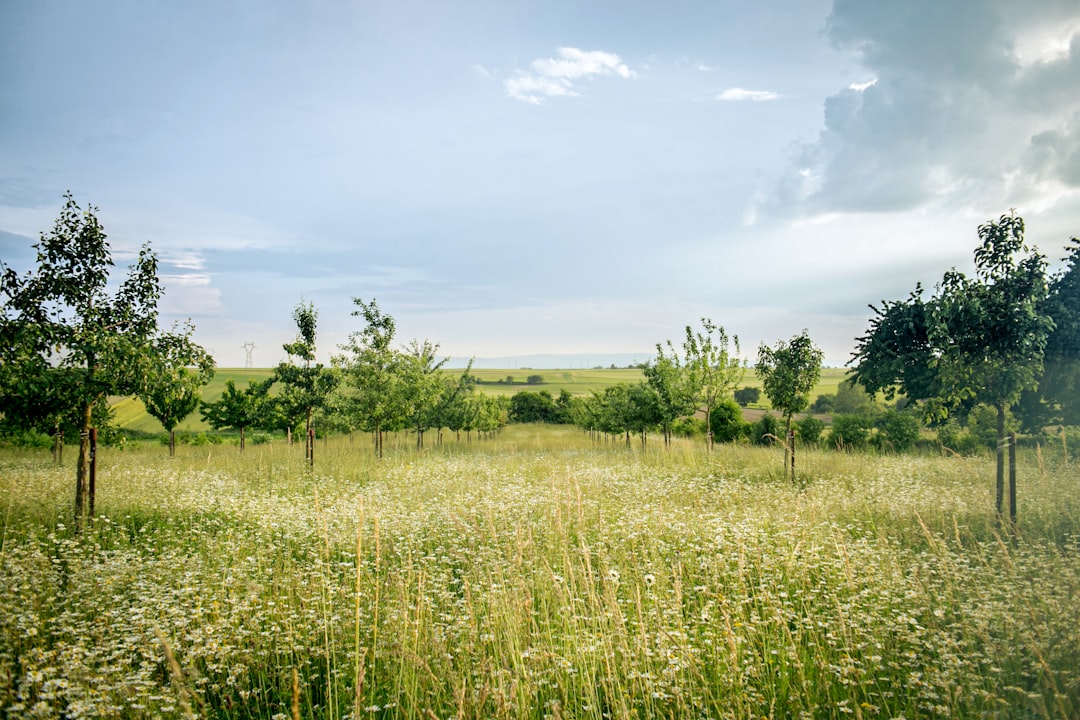 Rural