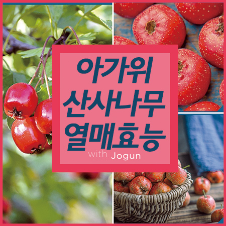  산사나무 열매 효능 먹는법 산사자 아가위