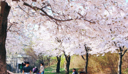 서울숲벚꽃길 2