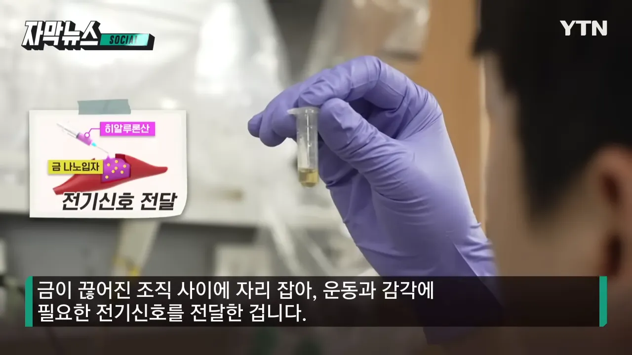신소재 속 금 나노입자가 운동에 필요한 전기 신호를 전달