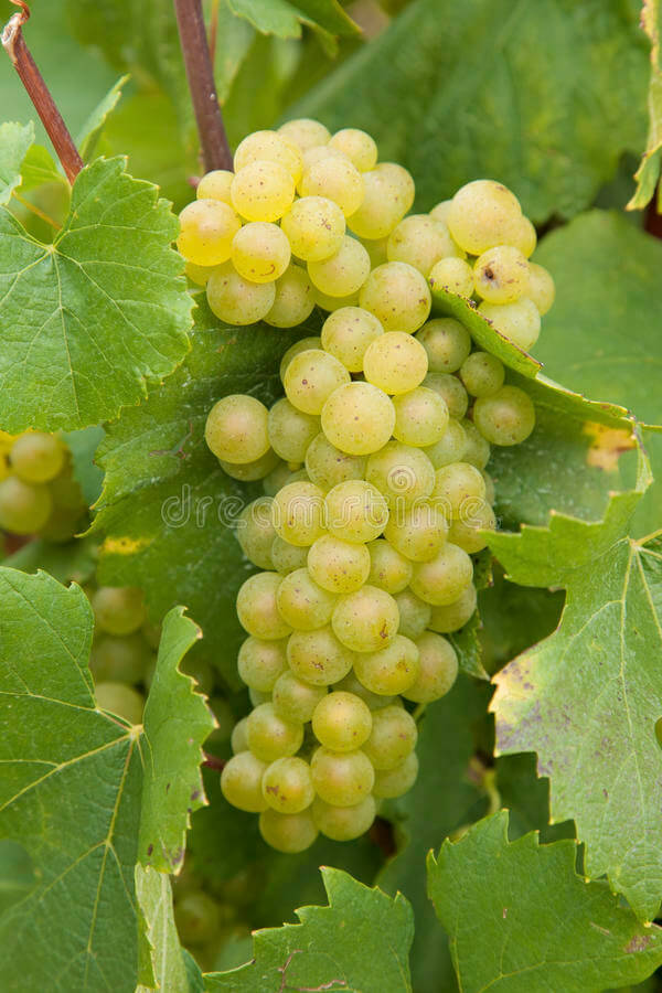 Chardonnay grapes