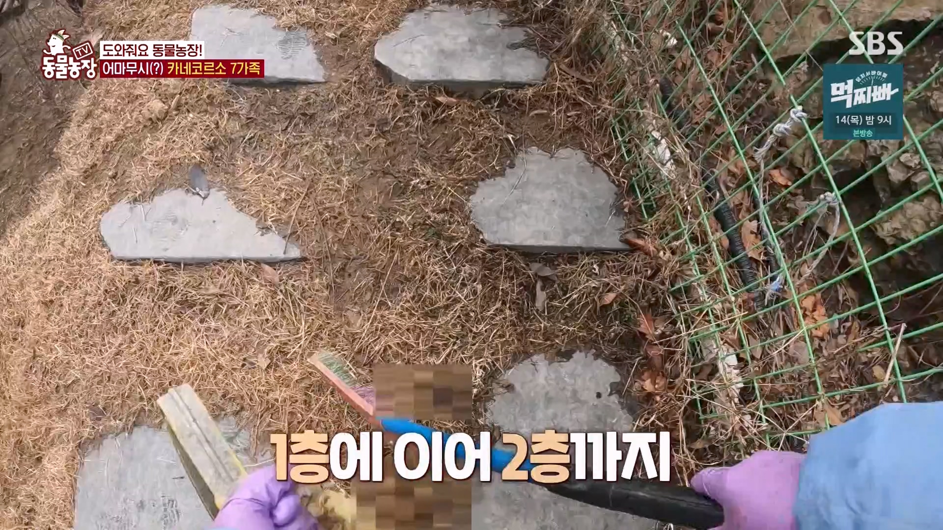 TV 동물농장.E1162.240310p-NEXT.mp4_20240310_162855.756.jpg