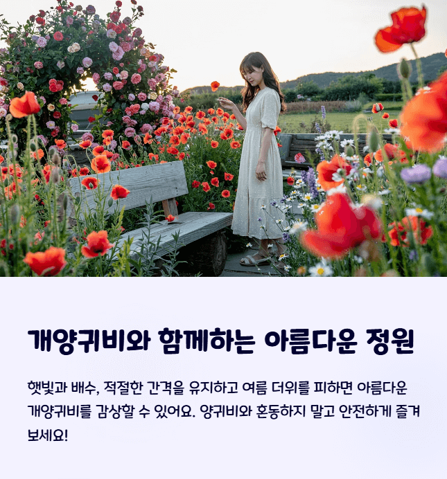 개양귀비