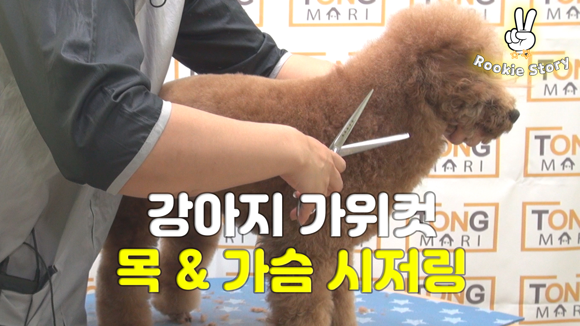  애견 셀프 미용 강아지 푸들 목, 가슴 가위컷 시저링하는 방법