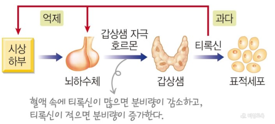 티록신의 양 조절