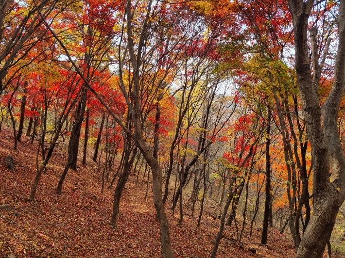 보운대-숲길