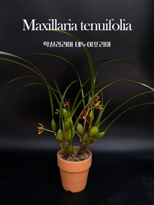 Maxillaria tenuifolia 썸네일