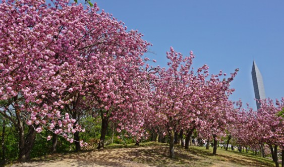 경주 벚꽃 명소